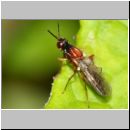 Loxocera sp - Nacktfliege 9mm 01a - Tongrube OS-Wallenhorst.jpg